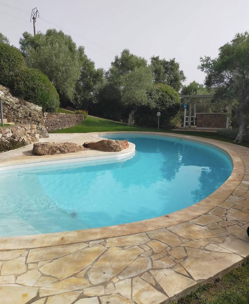 Olivos formados en topiario en el jardín de una vivienda en Ibiza